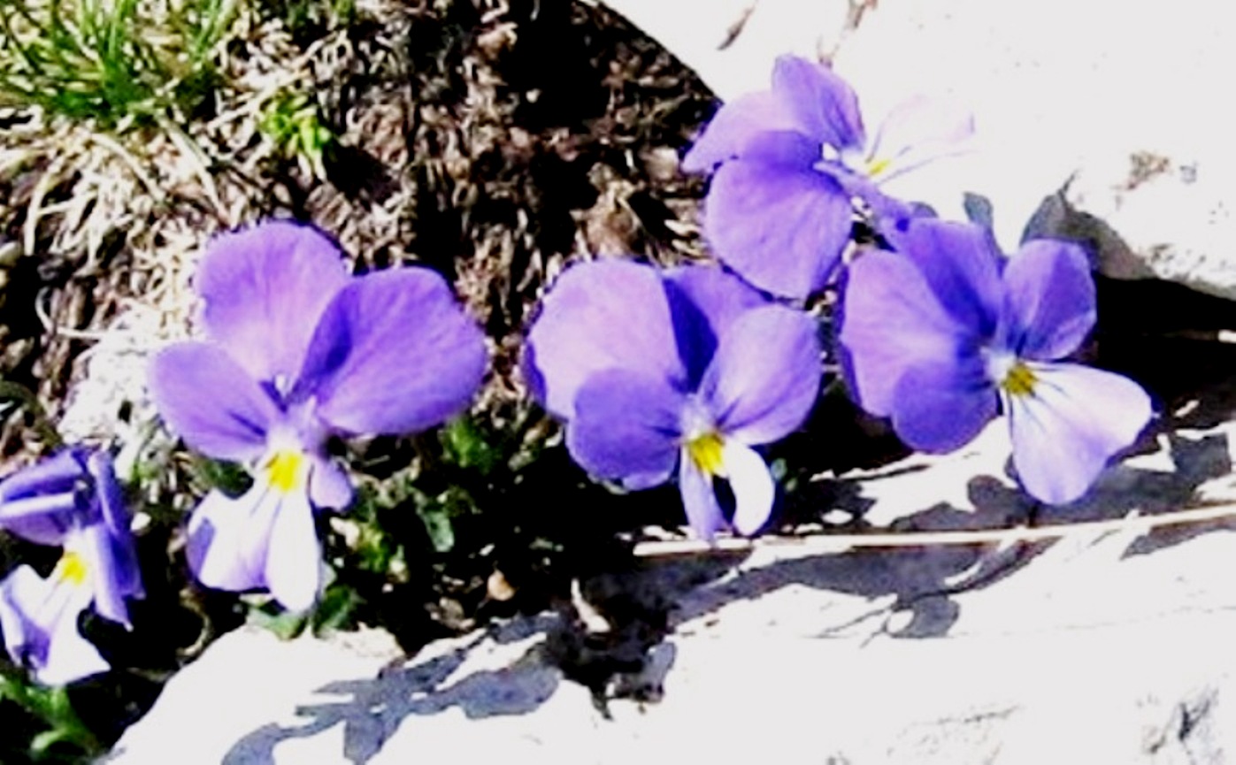 Viola magellensis e Viola eugeniae a confronto